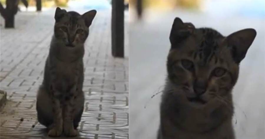 街上偶遇走失一年的貓咪，牠卻不敢認主人，主人抱著貓哭：你尾巴怎麼都沒了