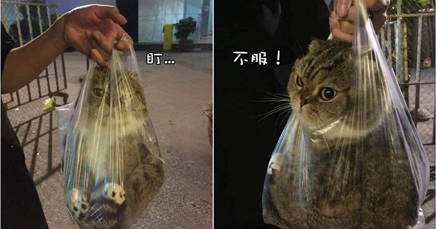 二貨主人將貓咪裝進塑膠袋裡，就這樣拎出去散步，貓：我不要面子的嗎