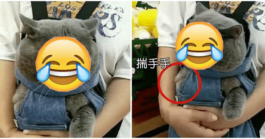 女子帶貓咪逛超市，嚇得牠jiojio都不敢從兜裡掏出來，表情笑噴網友：沒見過世面？