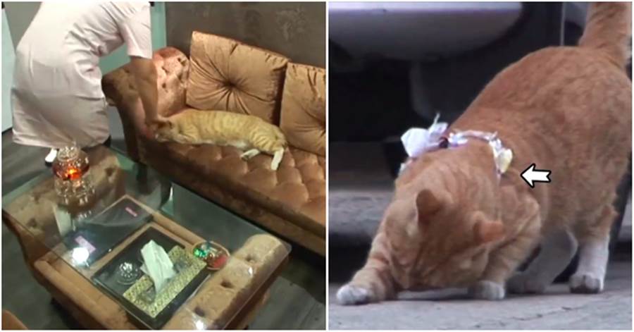 流浪橘貓白天在店內睡覺，夜晚去「廢棄別墅」，好心人跟蹤淚目：這裡一窩沒呼吸的小貓