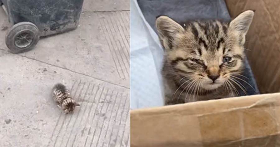 貓媽媽意外離世，可憐小貓趴在垃圾桶旁邊獨自哭泣，男子將牠帶回家