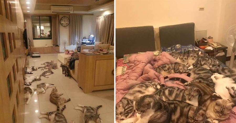 家有15只虎斑貓， 一到夜晚就「鋪滿床」，媽每天上演「雜技式」上床