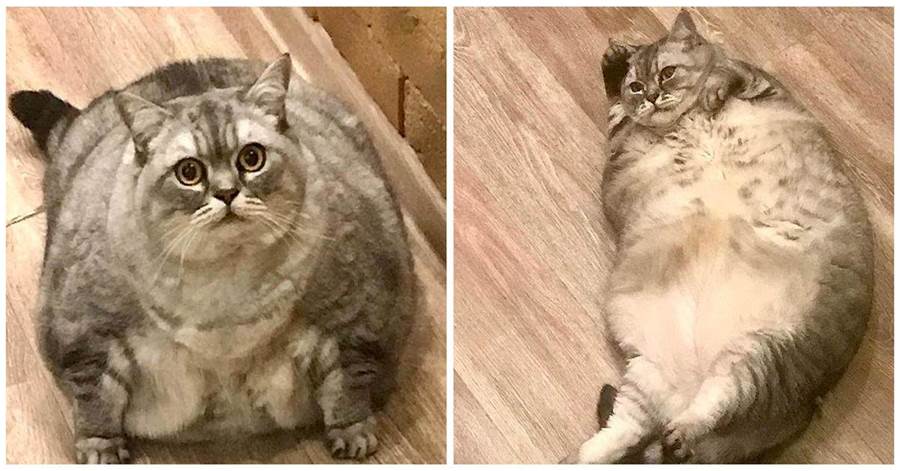 俄羅斯一貓咪靠肥胖走紅，被指「故意給貓增肥」，鏟屎官直喊冤
