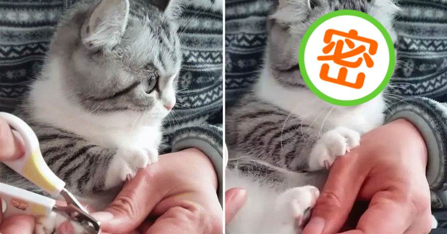 貓咪第一次剪指甲，想看又不敢看：鏟屎官，你小心點！
