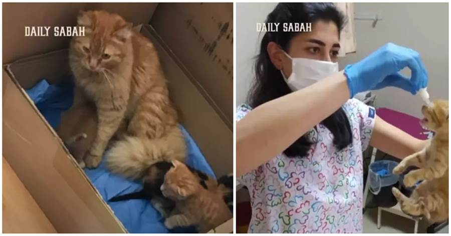 小貓眼睛發炎，貓媽媽直接帶到醫院治療，治好後第二天又帶來一隻：拜託泥們囖~