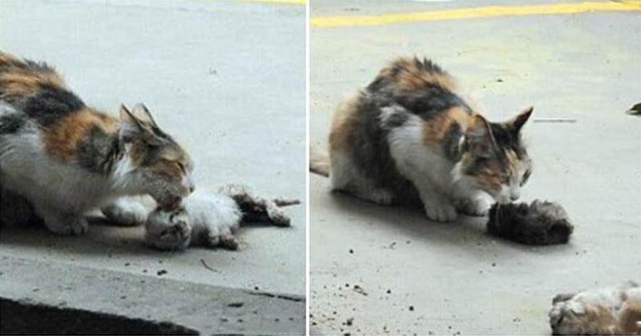 流浪貓一直舔著躺在地上的小貓 ，路人靠近一看馬上熱淚盈眶