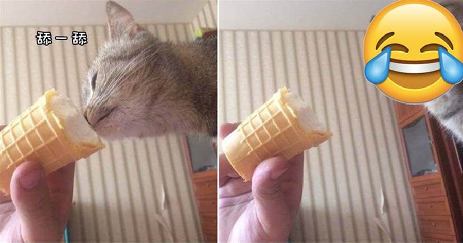 主人給貓咪舔了一口冰淇淋，貓咪這表情，喵：人間竟有這等美味！