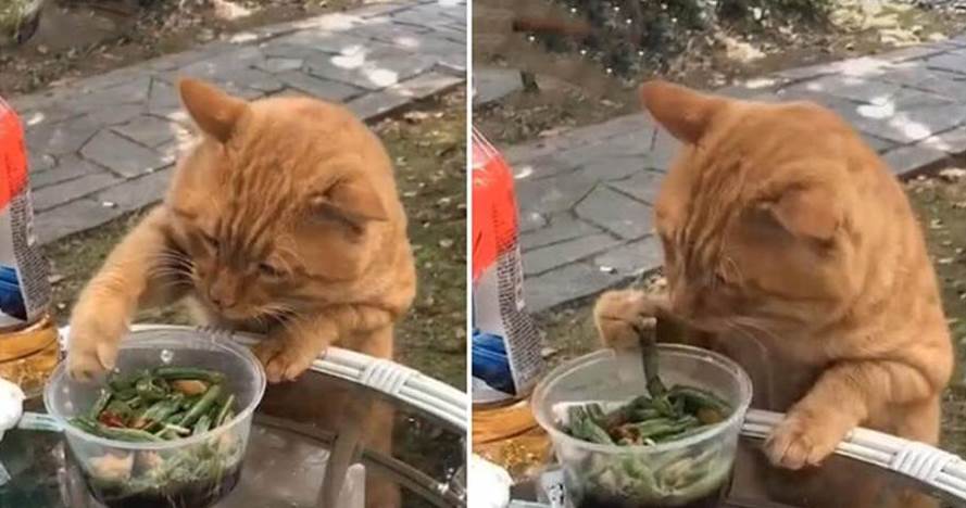 流浪貓趴在桌邊，用爪子抓剩菜舔，小心翼翼的動作讓人心疼