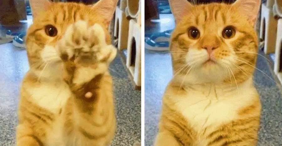貓咪被丟掉2次，滿眼期待「伸著爪爪」，向每一位路人乞求：可以帶我走嗎？