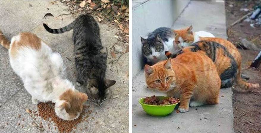 千萬別覺得餵食流浪貓是「愛貓行為」，而其實是在「害貓」
