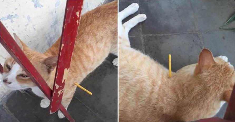 橘貓身上插了5天塑膠棍，以為是人為的，扒開「傷口」後直言上當了