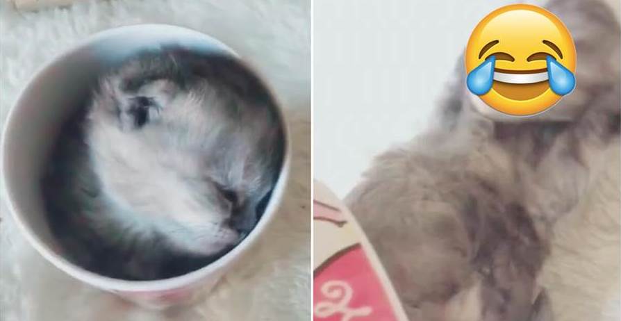 呆萌小貓在杯子裡睡著了，主人把牠倒出來，被嚇到的表情笑噴網友：快到碗「杯」裡來！