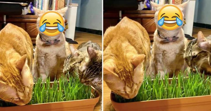 貓咪第一次吃到貓草，表情可以直接做表情包，網友看後笑噴：太他喵銷魂了~