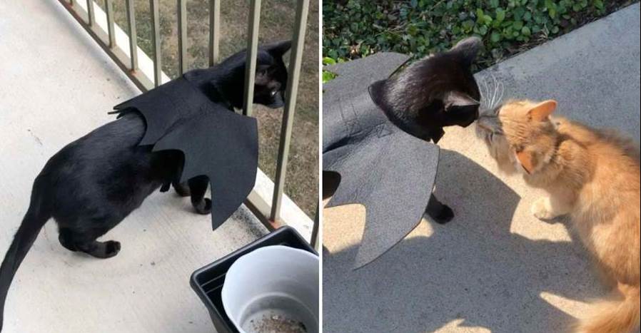 小黑貓發現自己心愛的大橘貓被遺棄，馬上向主人求助想把它救回家