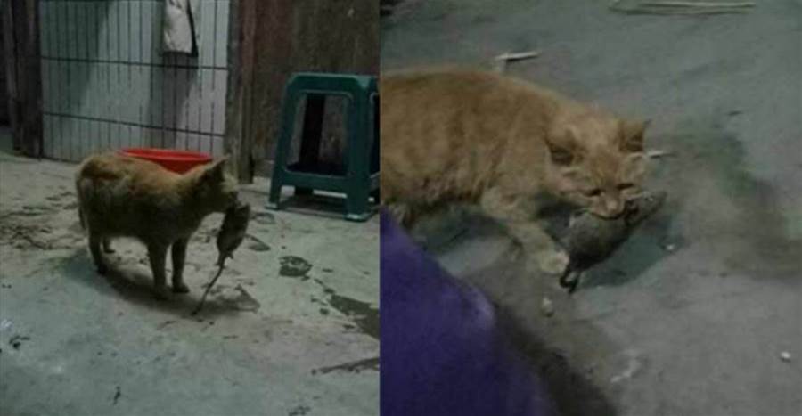 貓媽抓來老鼠給自己孩子吃，可牠再也見不到自己孩子了