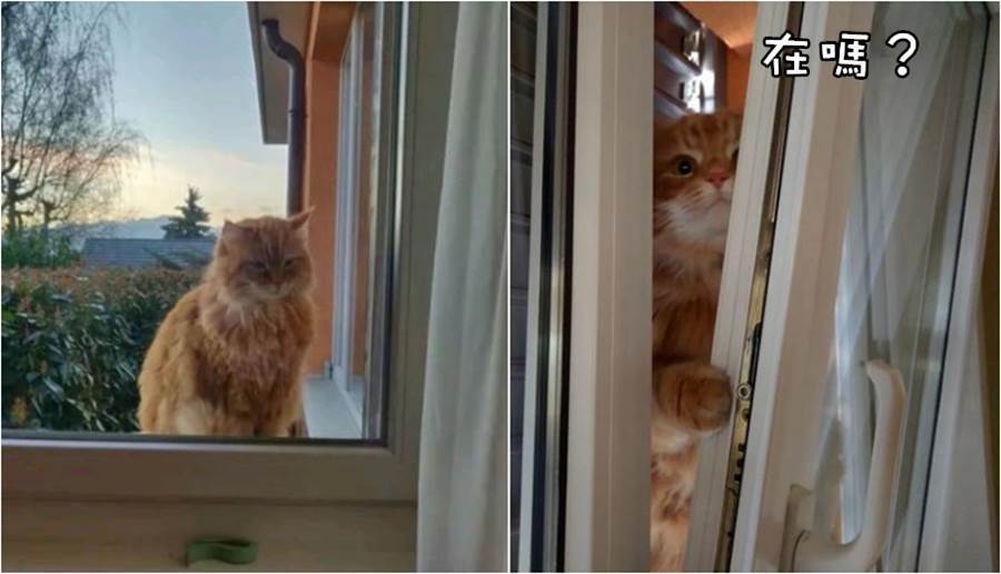 橘貓每天去男孩家敲窗戶，蹭吃蹭喝了半年，發現竟然只是個「餵貓糧的」