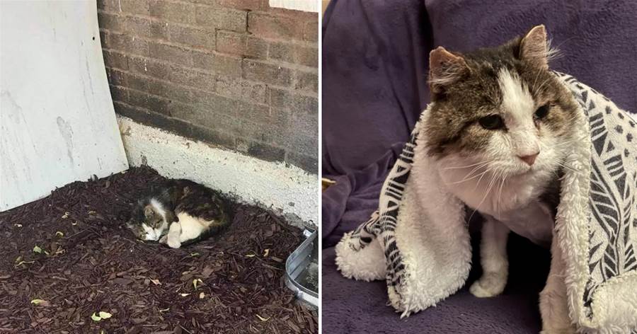 貓咪在街頭流浪8年，志工救下膽小的牠，幾個月后卻還是回去喵星：謝謝這最後的溫暖