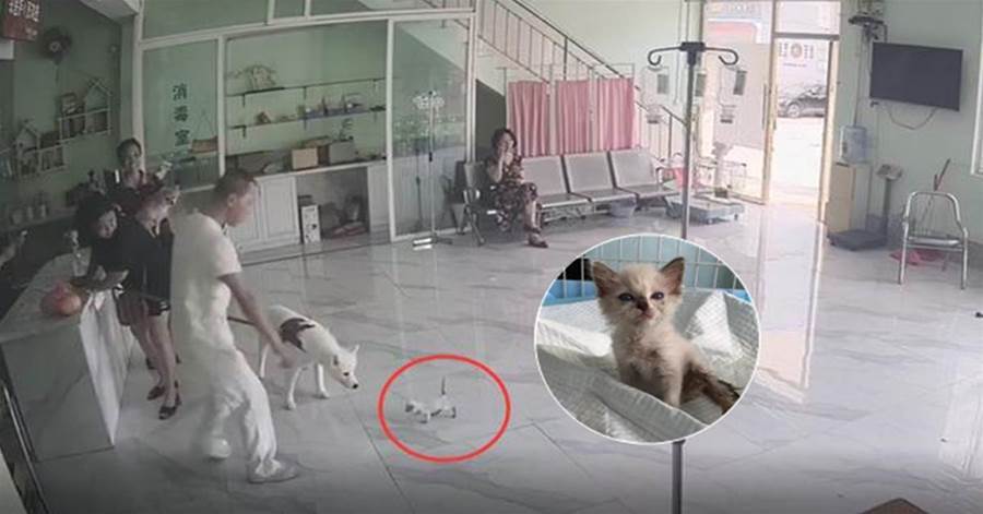 心疼！小布偶貓因病被丟，自己跑到寵物醫院求助：能救救我嗎？