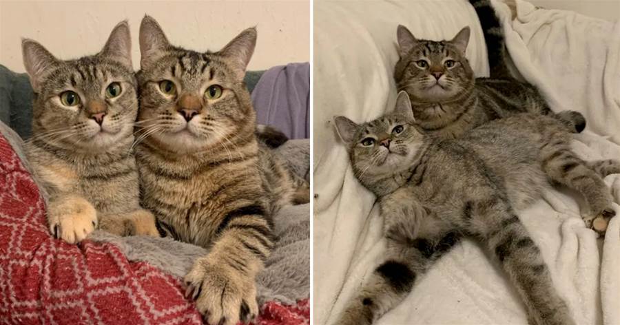 一對「特殊」的貍貓夫妻，用一年的等待，換來了一個屬于牠們的家