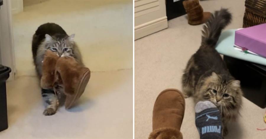會報恩的貓！10歲老貓被人類收編后，每天「叼拖鞋給主人」，超暖！