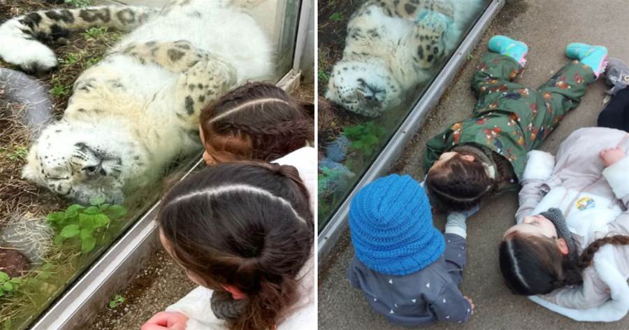 小朋友去動物園看到雪豹「翻肚睡香香」，下一秒扭頭噓：表吵到牠啦~