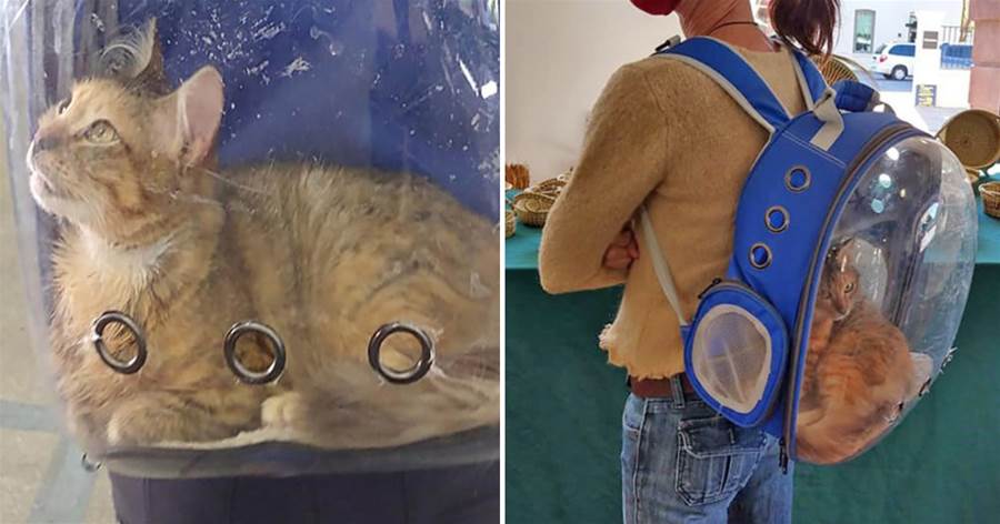 天生不健全的橘貓「無法走路」，媽不嫌棄買「透明背包」帶牠走遍各地：你依然是寶貝❤