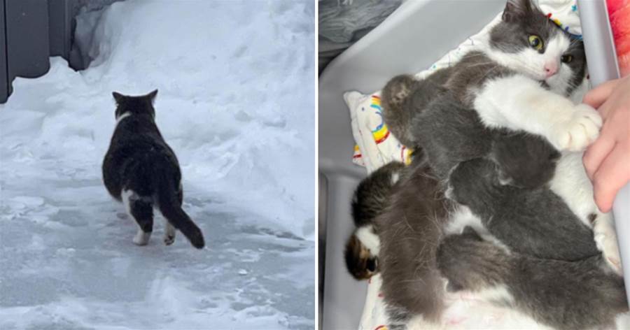 懷孕貓媽在雪地流浪，獲救后連生5寶，拉手手感恩：很謝謝你♡