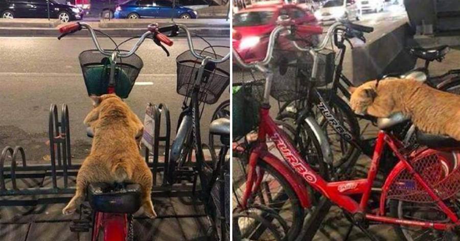 路人取腳踏車時，發現上面趴了只橘貓：要收小魚干作為看車費嗎？