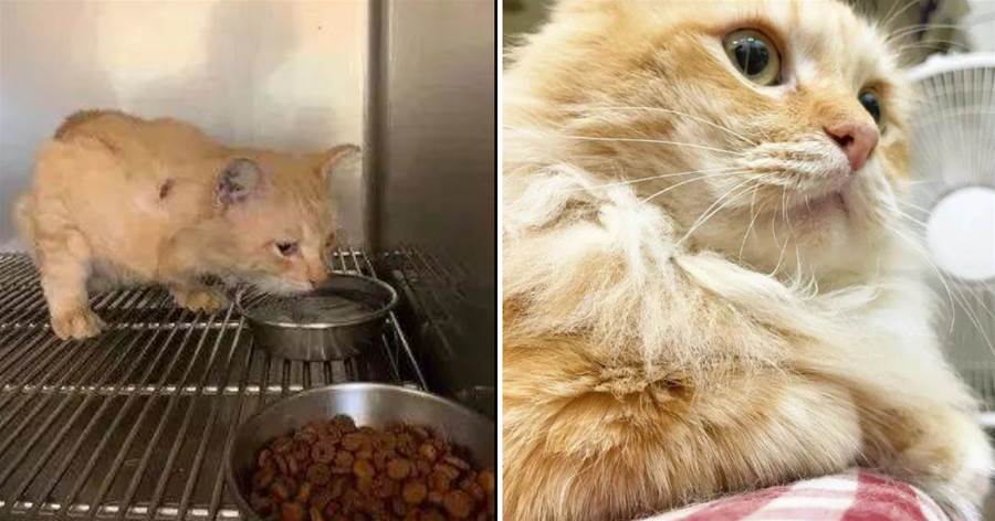 網友撿到一只受傷的橘貓，半年后卻被驚艷到：撿到寶了！