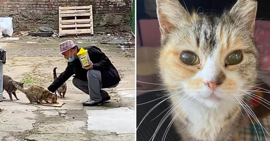 流浪盲貓在街頭小心翼翼「討食」，志工救回后驚嘆：牠竟已經10歲了