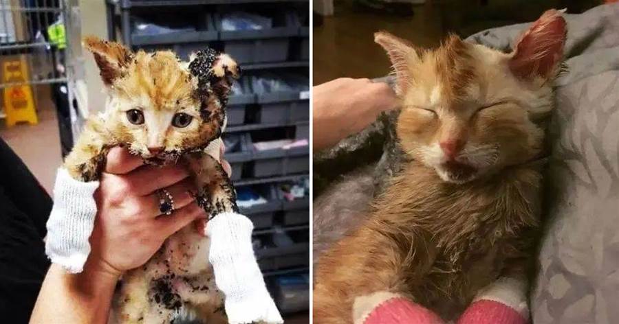 小貓被「燒傷」，被人收養幾個月后逆襲，長成漂亮的大橘貓