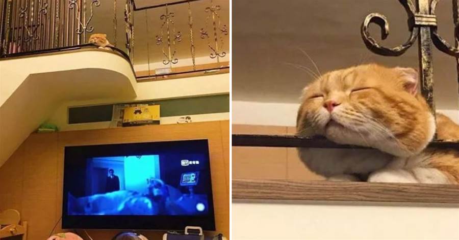 網友無奈表示，自己只想好好看電視，卻老是被貓分神