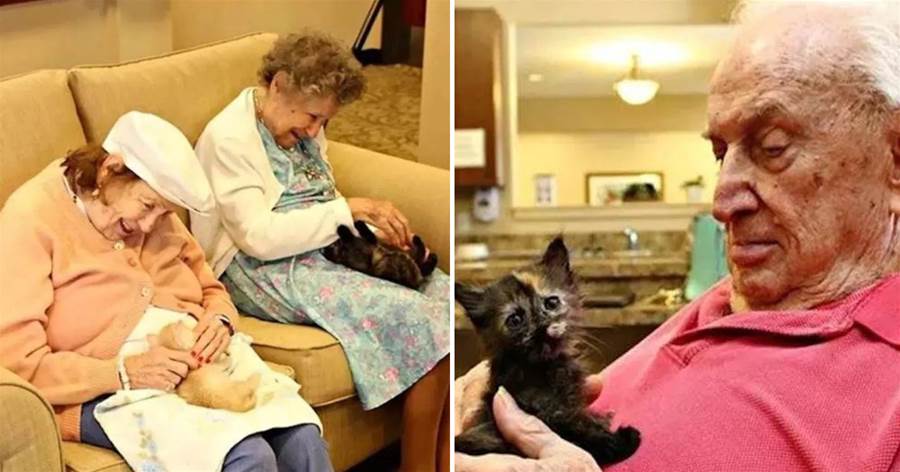 救助站的貓咪們無人照顧，就要被處理，志愿者想到妙計：快送去養老院！