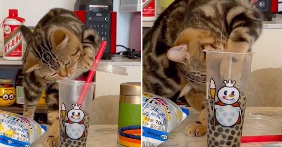 慣犯貓咪偷喝主人奶茶，被奶茶里面的「珍珠」弄到煩躁，表情引發網友爆笑：這東西怎麼嚼不爛？