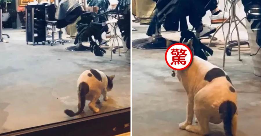 理髪店里有只貓咪很奇怪，網友剛想拍照記錄，卻被貓咪長相笑瘋了：這貓丑的真像個人