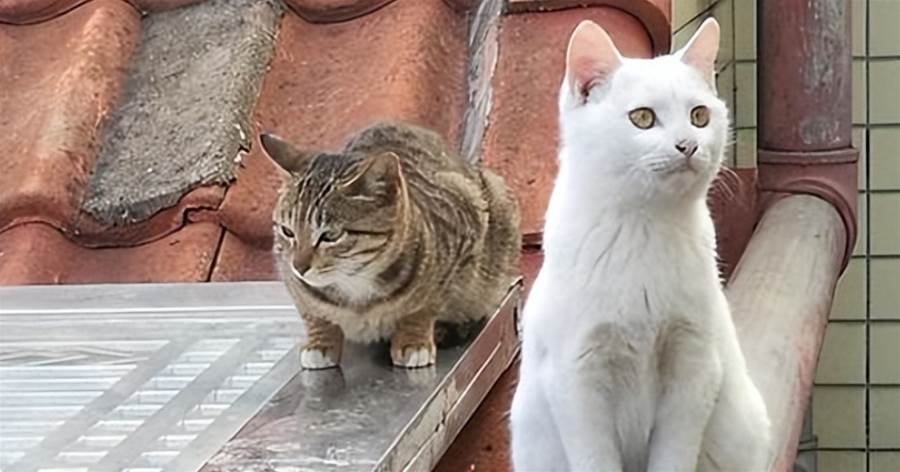 遇到這5種貓，就抱回家吧！它們被稱為「貓界老壽星」