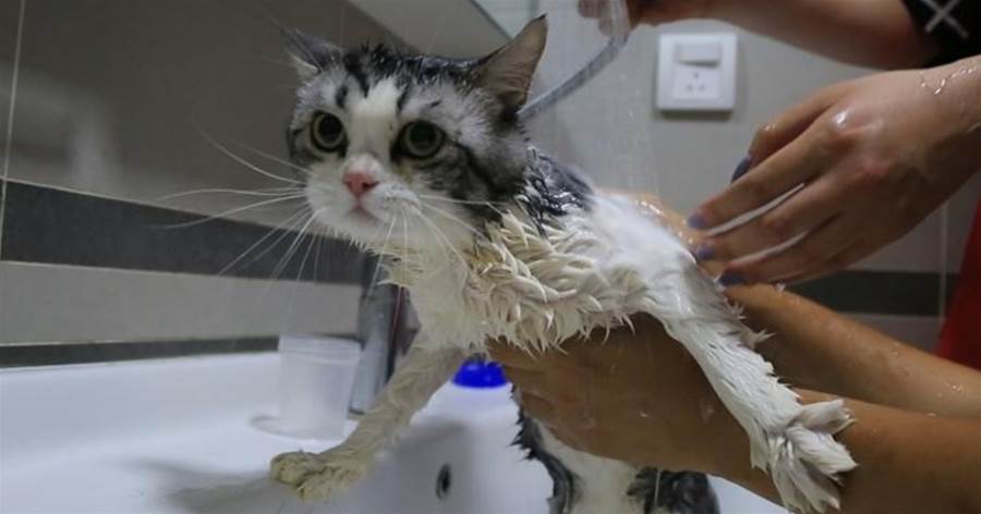 貓咪一年不洗澡都行？算了吧，偶爾還是要洗洗