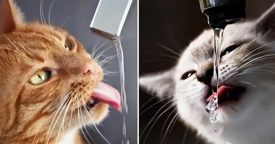 貓咪不愛喝水，需要給喵灌水嗎？