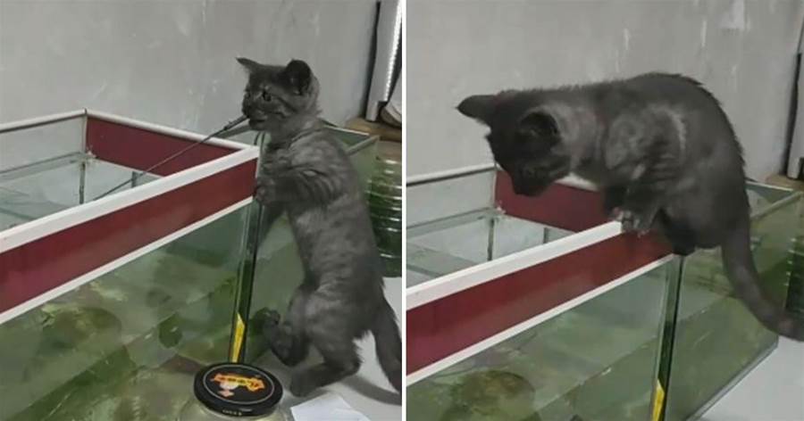 3個月貓咪咬著漁網撈魚，主人都看愣了，網友：明年送清華吧