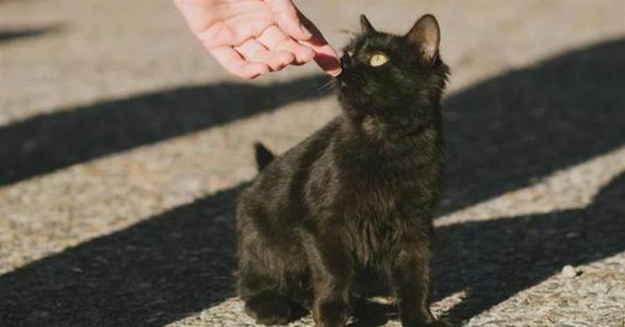 告訴你一個秘密：養貓，別養黑貓