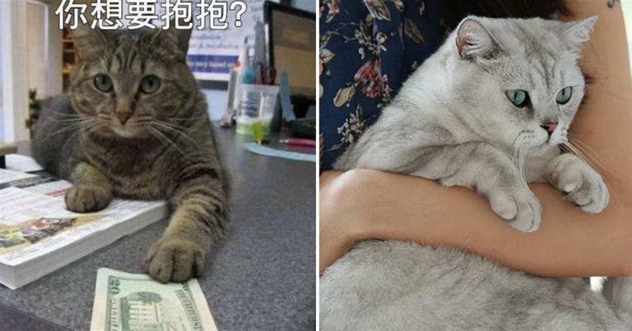 抱貓的3種方式，主人學會了，貓咪會和你更親