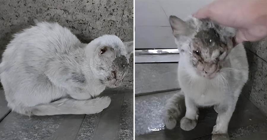流浪貓臉部受傷感染嚴重，好心人救治后帶回家，養成了一只大美貓