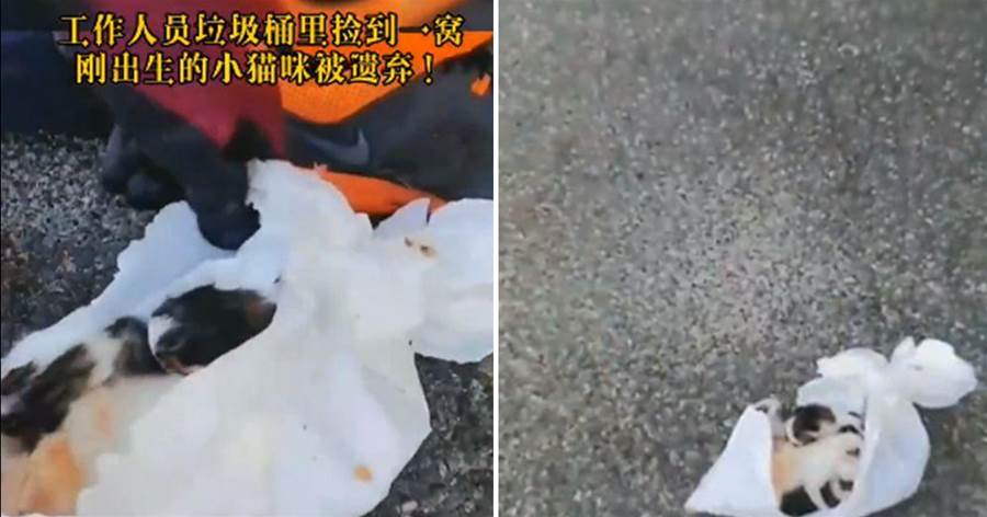 垃圾車里的白色塑料袋傳出貓叫聲，工作人員打開后，忍不住淚目了