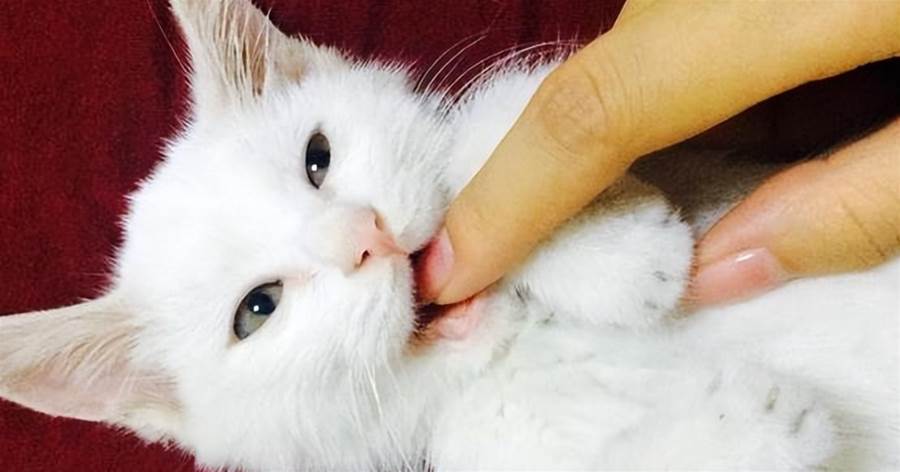 為什麼會貓咪「輕咬」你？其實有這幾個意思，別誤會它了