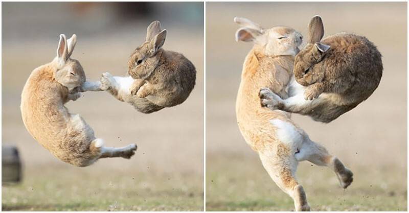 阿打～兔子寫真意外捕捉「空中飛踢」　武打畫面「顛覆軟萌形象」：是功夫兔兔！