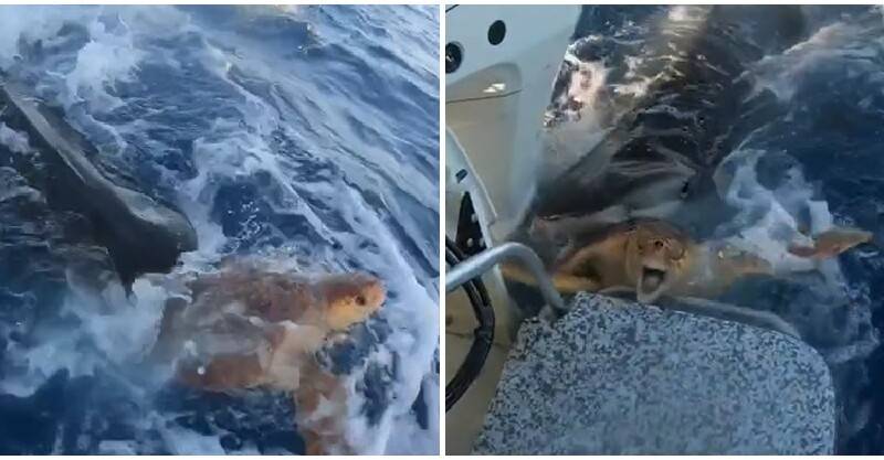 出海驚見「海龜遇追鯊」！牠拚了命逃「想攀上船求助」：拜託救救我QQ