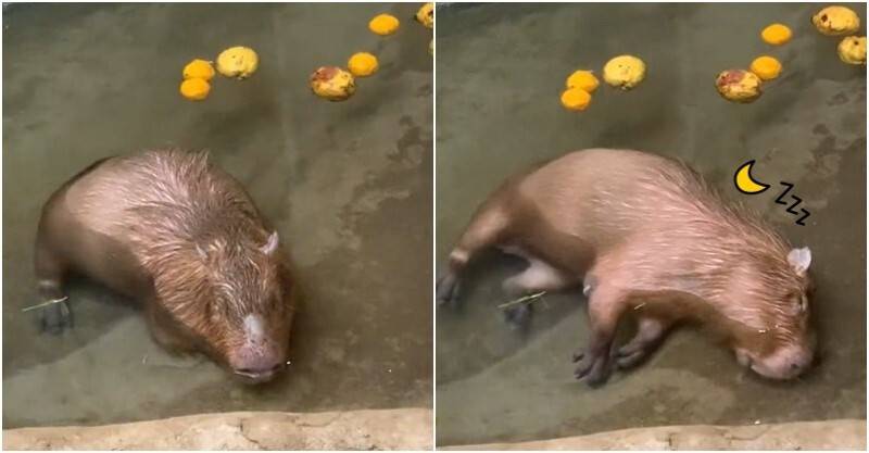 泡澡太舒服！水豚君眼睛瞇瞇「倒水裡就睡」　網「擔心溺斃」園方笑：牠們可是閉氣高手！