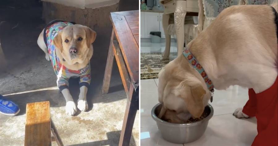 網友帶狗回老家，兩天它吃了5鍋米飯，大伯：以后過年別帶回來了