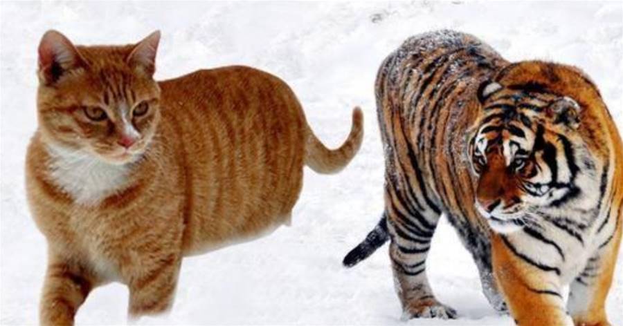 如果貓咪和老虎體型一樣，和老虎打架，誰能贏？