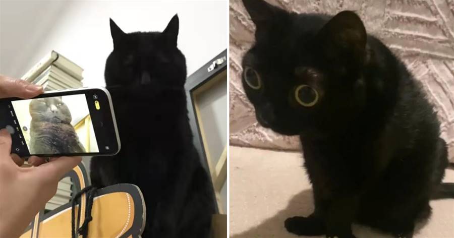 為了拍清黑貓的五官加大曝光，照片出來后…這貓能退嗎？